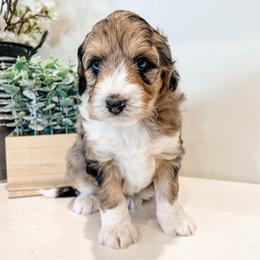 Elden - Blue merle male Aussiedoodle puppy in Flagstaff, Arizona from Gunstock Doodles