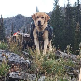 Hunter - Labrador Retriever