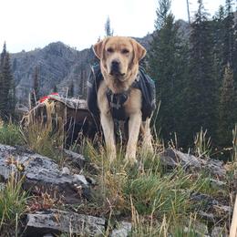 Hunter - Labrador Retriever