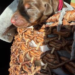 Ariel - Red and rust female Doberman Pinscher puppy in Lynn, Michigan from Creekside Dobermans