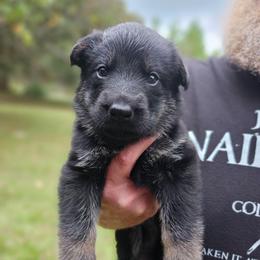 Black collar boy - Bi-color male German Shepherd puppy in Lake City, Florida from Saylor Shepherds