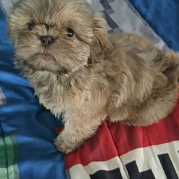 Pup 2 - Chocolate and tan Shih Tzu puppy in Stroudsburg, Pennsylvania from Puppyville Pa Shih Tzu & frenchies