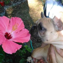 French Bulldog Puppies from North Coast Frenchies