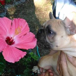 French Bulldog Puppies from North Coast Frenchies