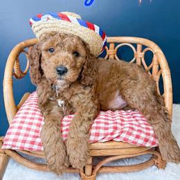 Vegas - Red  male Goldendoodle puppy in from Pink Poodles and Doodles