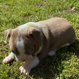 A. Lilac Boy - Lilac male Boston Terrier puppy in Mc Donough, Georgia from Ballard Boston Terriers