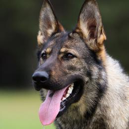 German Shepherds from Wertvoll German Shepherds