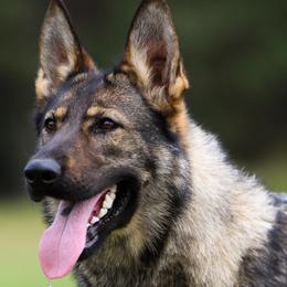 German Shepherds from Wertvoll German Shepherds