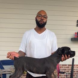 Teal - Black brindle male Cane Corso puppy in Laplace, Louisiana from BFM Cane Corso’s