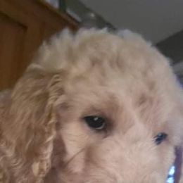 Poodle Puppies from Polly Wally Doodles and Poodles