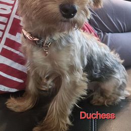 Duchess - Yorkipoo