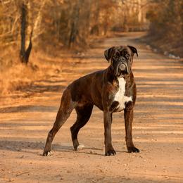Maisy - Boxer