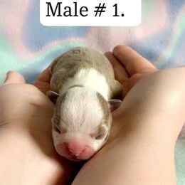 Boston Terrier Puppies from Heather's Boston Babies