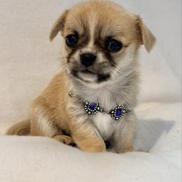 Brady - Fawn male Chihuahua puppy in Manchester, Connecticut from Sapphire Chihuahuas