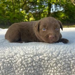 Striker - Red & white male Miniature Australian Shepherd puppy in Ardmore, Oklahoma from Tribal Rose Aussies