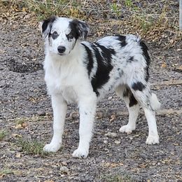 American Corgi, Border Collie, and Pembroke Welsh Corgi Puppies from Cowtown Corgis & Border Collies
