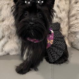 Princess Lady Luna - Yorkshire Terrier