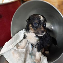 Clover (White Collar) - Black tri-color female Australian Shepherd puppy in Okeechobee, Florida from Rothsolid Puppies