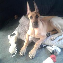 Great Dane All Grown Up from VZTop Danes
