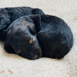 French Bulldog and Goldendoodle Puppies from Fox Run Farm