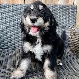 Nala (Purple) - female Golden Mountain Doodle puppy in Boiling Springs, South Carolina from OlliePups, LLC