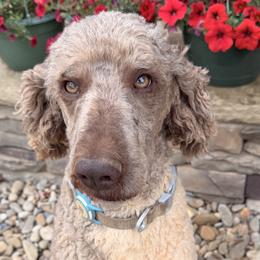 Goldendoodles and Poodles from Harrington Doodles