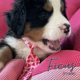 Bernedoodle and Bernese Mountain Dog Puppies from Faith and Family Farm
