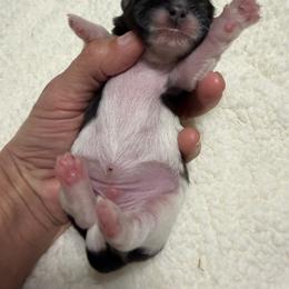 Boy 2 - Tricolor male Shih Tzu puppy in Ocala, Florida from Mimi's Shih-tzus of Ocala
