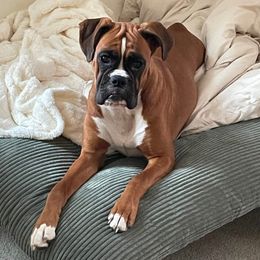 Jade - Boxer