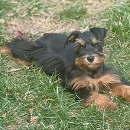 Lehua - Miniature Schnauzer