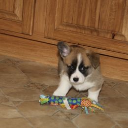 Pembroke Welsh Corgi Puppies from Mountain Maryland Corgis