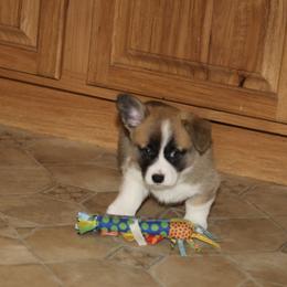Pembroke Welsh Corgi Puppies from Mountain Maryland Corgis