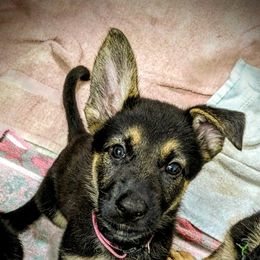 German Shepherd Puppies from Littlewood Shepherds