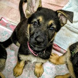 German Shepherd Puppies from Littlewood Shepherds