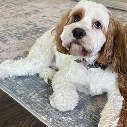 Aussiedoodle, Cockapoo, and Havapoo All Grown Up from Kaitlen Wood