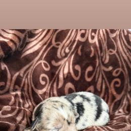Flannel - Blue merle male Toy Australian Shepherd puppy in Medical Lake, Washington from MAS Gone Rogue