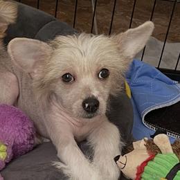 Chevy - Sable male Chinese Crested puppy in Pine County, Minnesota from Breezy Meadows