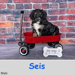 Seis - Bernedoodle puppy from Country Breeze Doodles & Poodles