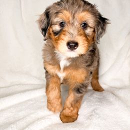 Aussiedoodle Puppies from Cotton Lane Puppies