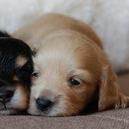 Lux -AKC 4000 - Cream female Dachshund puppy in Krum, Texas from Tired Chef Dachshunds