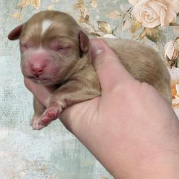 Girl 4 - Red female Cavapoo puppy in Coshocton, Ohio from Forever Family Puppies