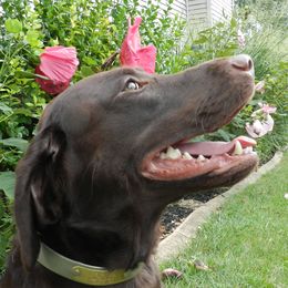 Hope - Labrador Retriever