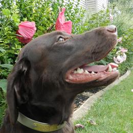 Hope - Labrador Retriever