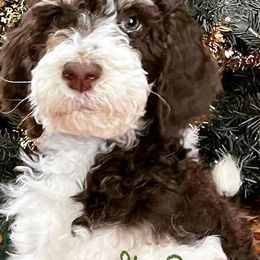 Bernedoodles from M & M Doodles