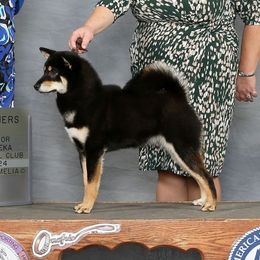 Lakota - Shiba Inu