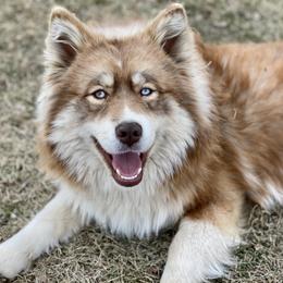 Millie - Pomsky