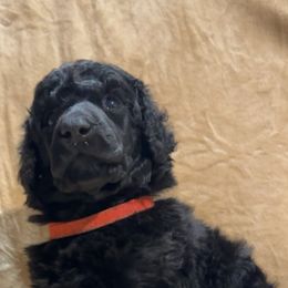 “Bagel” Red Collar Boy - Poodle puppy from Champagne Poodles