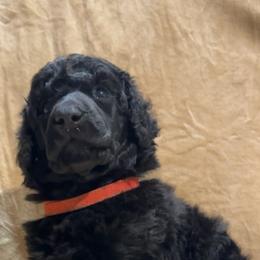 “Bagel” Red Collar Boy - Poodle puppy from Champagne Poodles