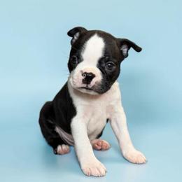 AKC Flint - Black and white male Boston Terrier puppy in Galena, Kansas from RottNBostons