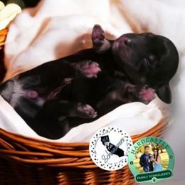 Girl 3 pink - Black and silver female Miniature Schnauzer puppy in Sacramento, California from T & A Cali Schnauzer